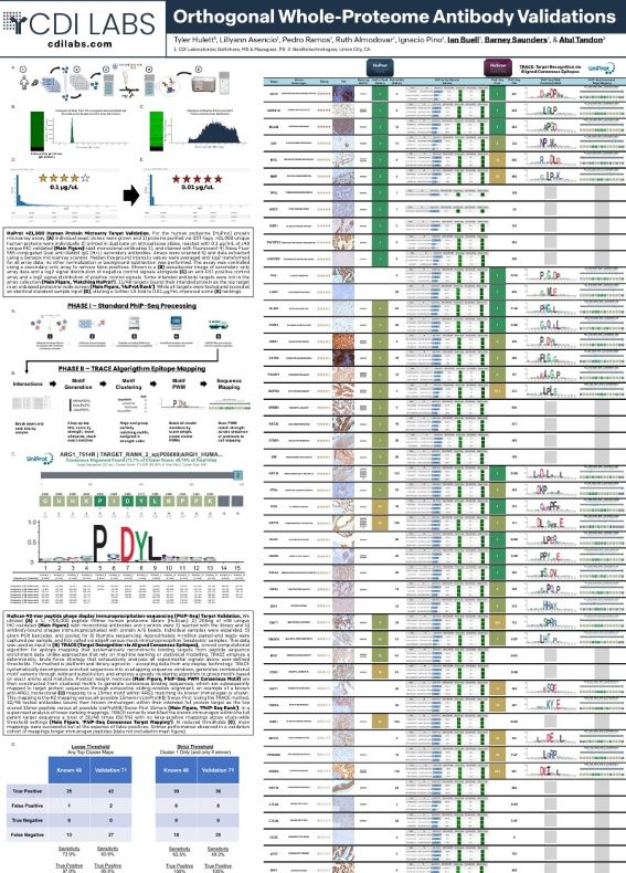 Orthogonal Whole-Proteome Antibody Validations